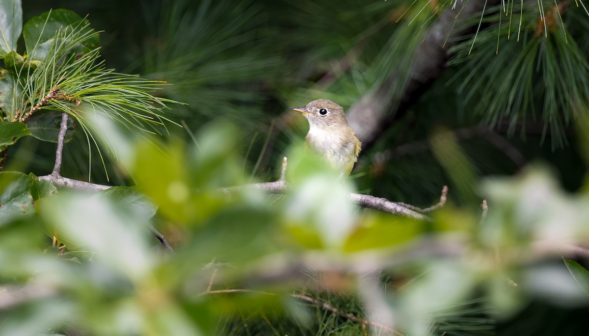 Least Flycatcher - ML476956271