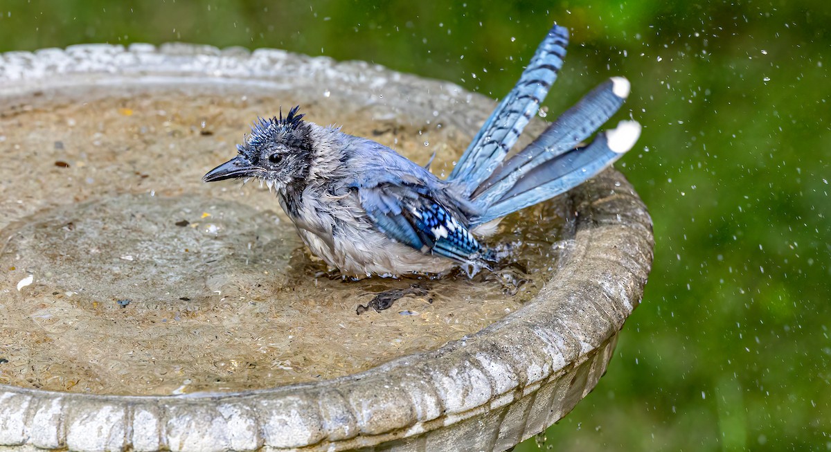 Blue Jay - Harvey Fielder