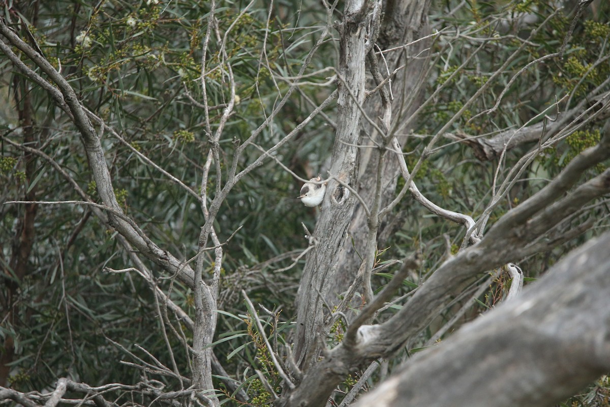 Varied Sittella - ML476956971