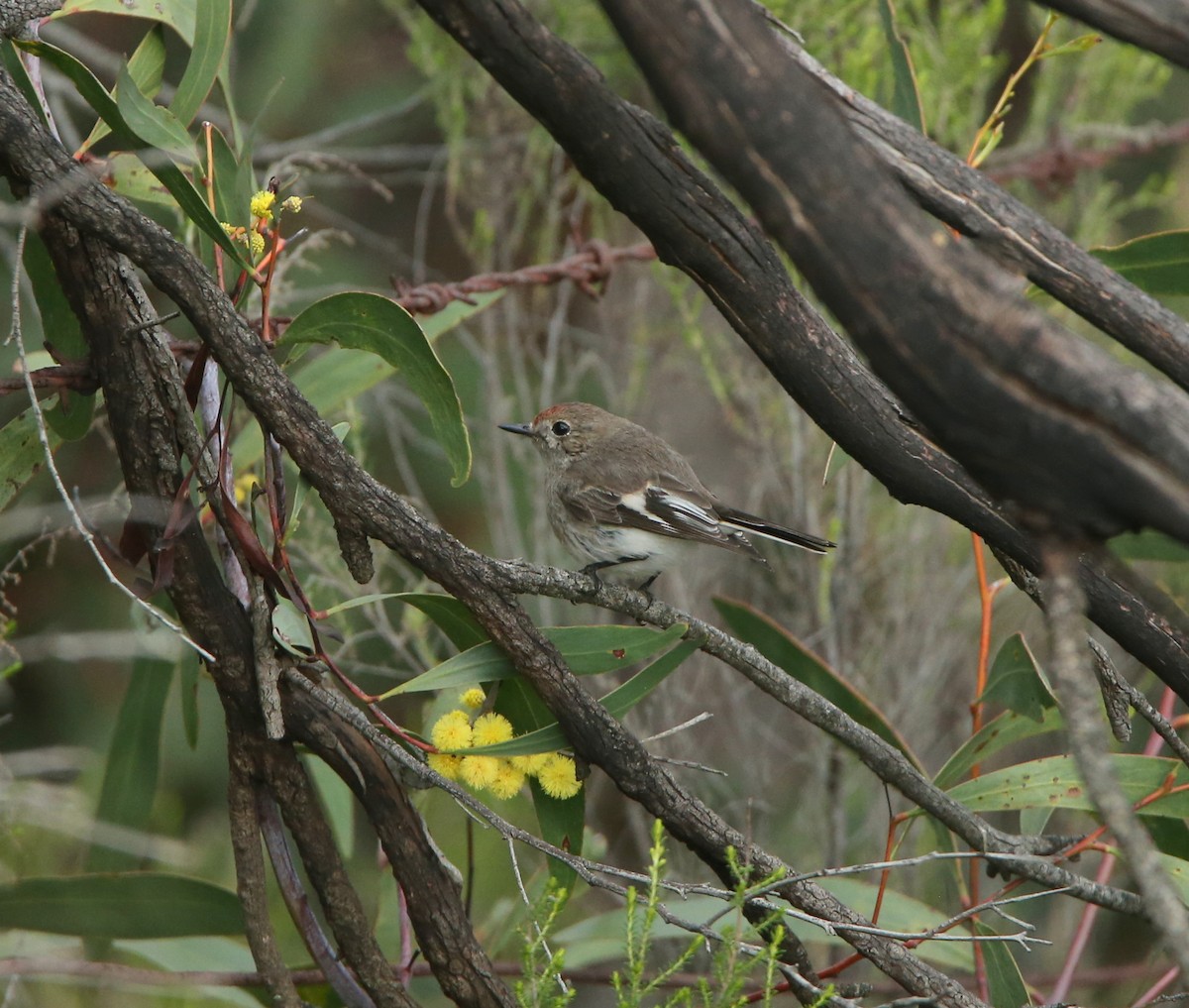 Red-capped Robin - ML476957221