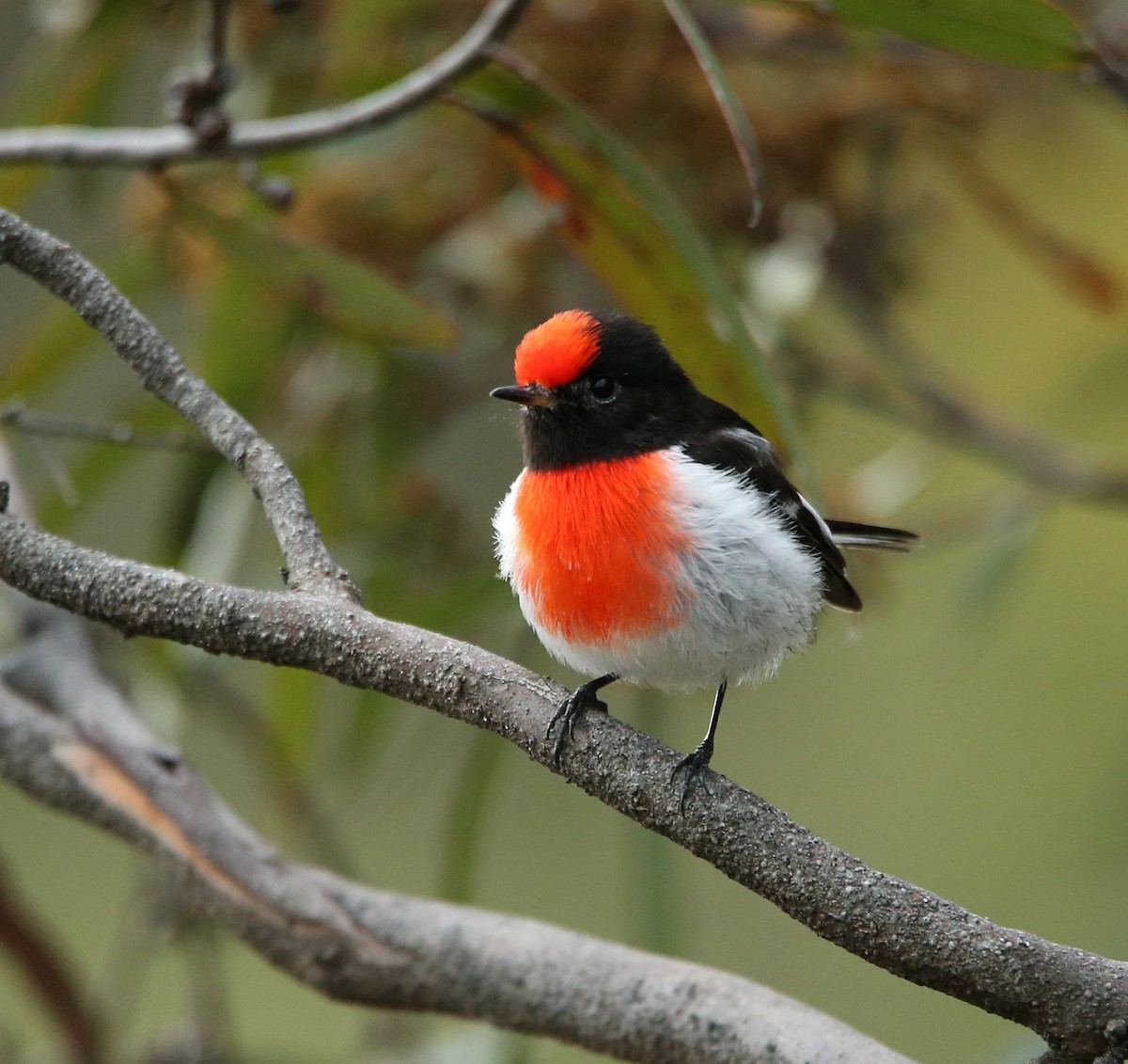 Red-capped Robin - Philip Peel