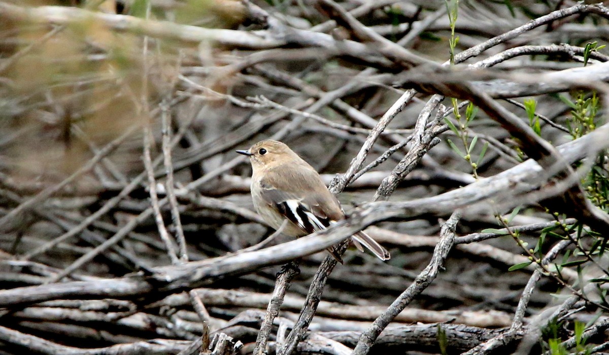 Flame Robin - ML476958131