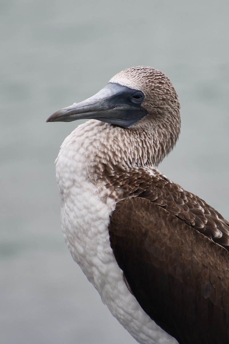 Blue-footed Booby - ML476958521