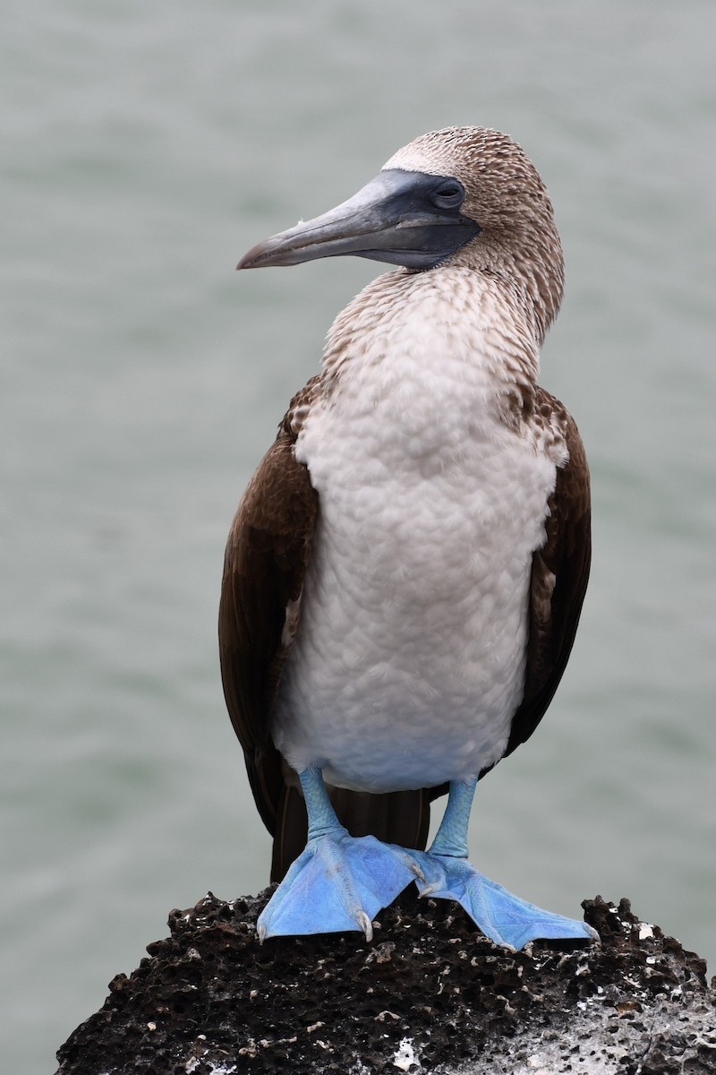 Blue-footed Booby - ML476958531
