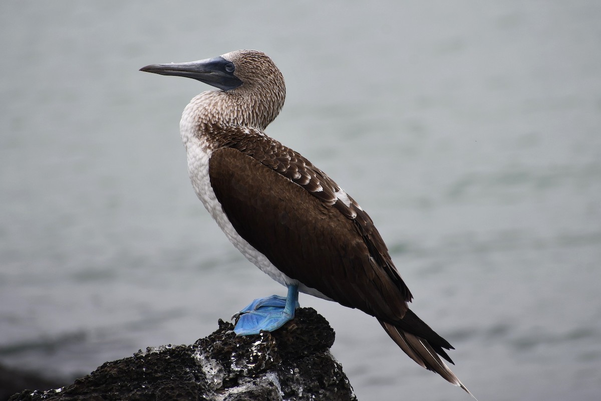Blue-footed Booby - ML476958541