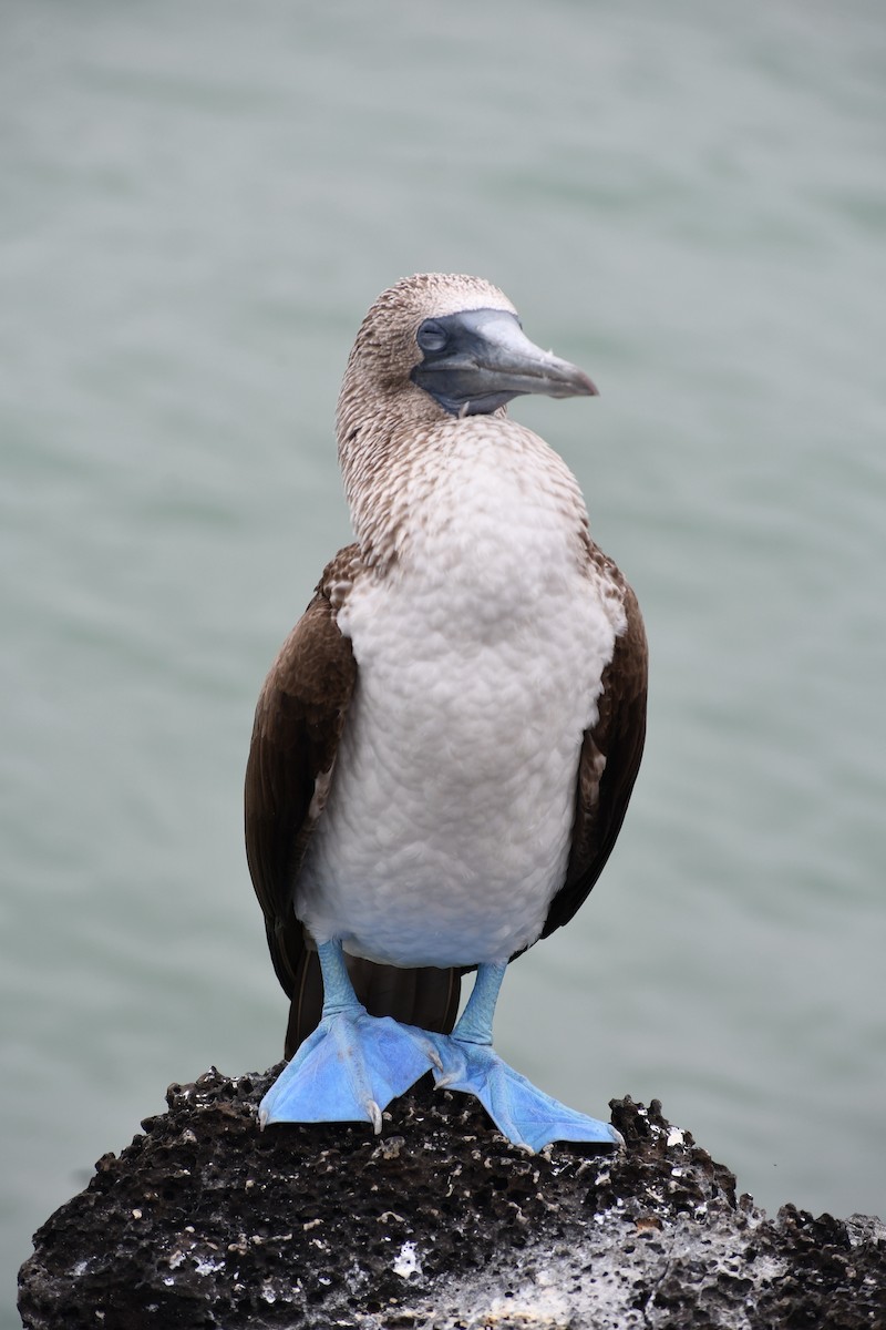 Blue-footed Booby - ML476958551
