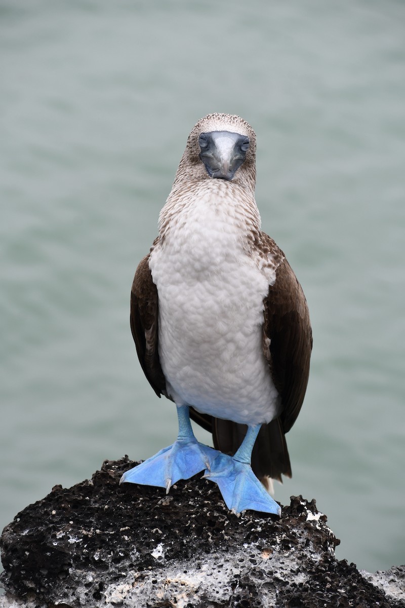 Blue-footed Booby - ML476958561