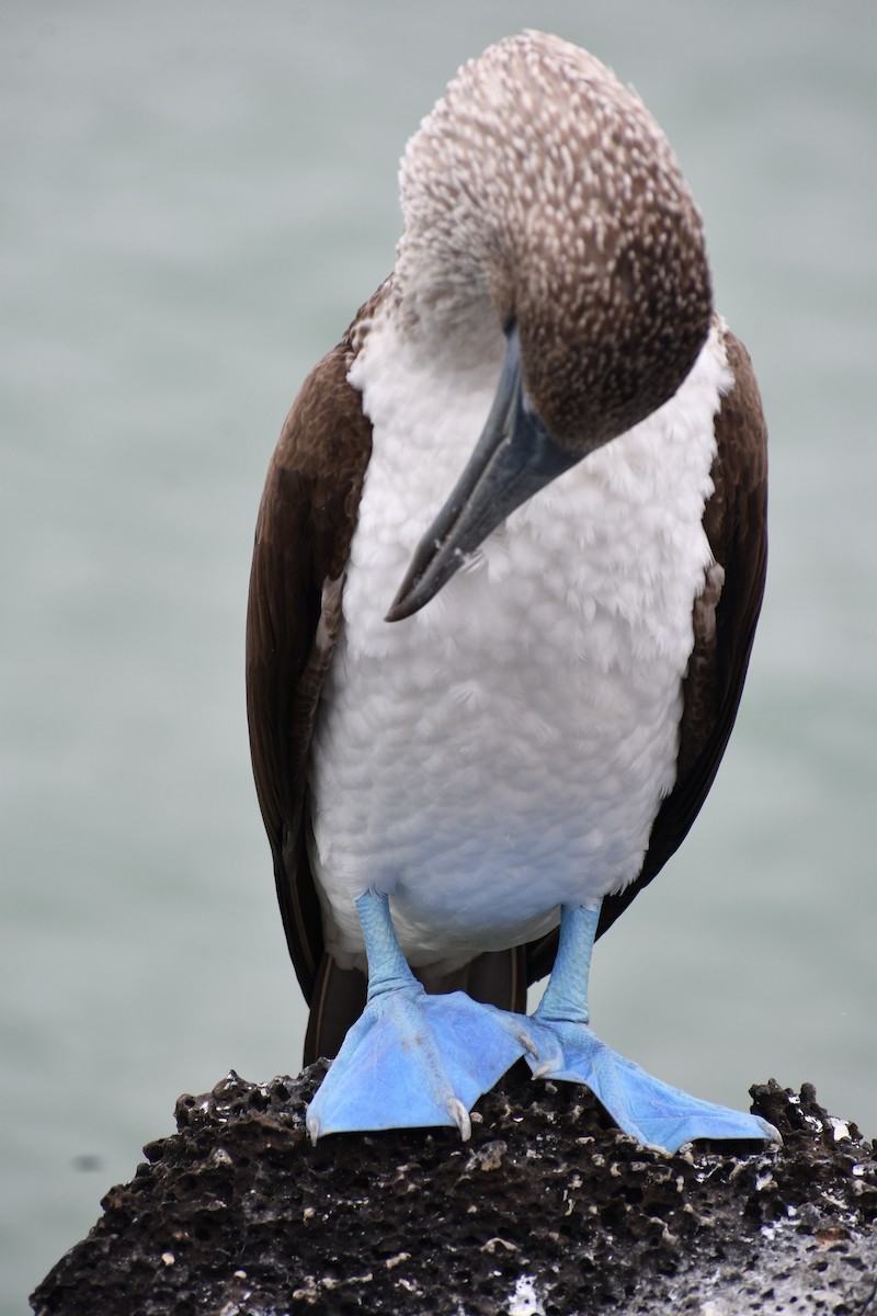 Blue-footed Booby - ML476958571
