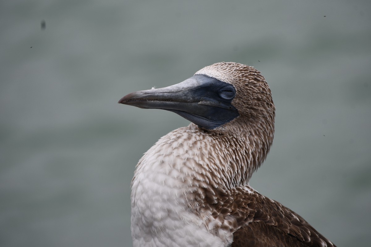 Blue-footed Booby - ML476958581