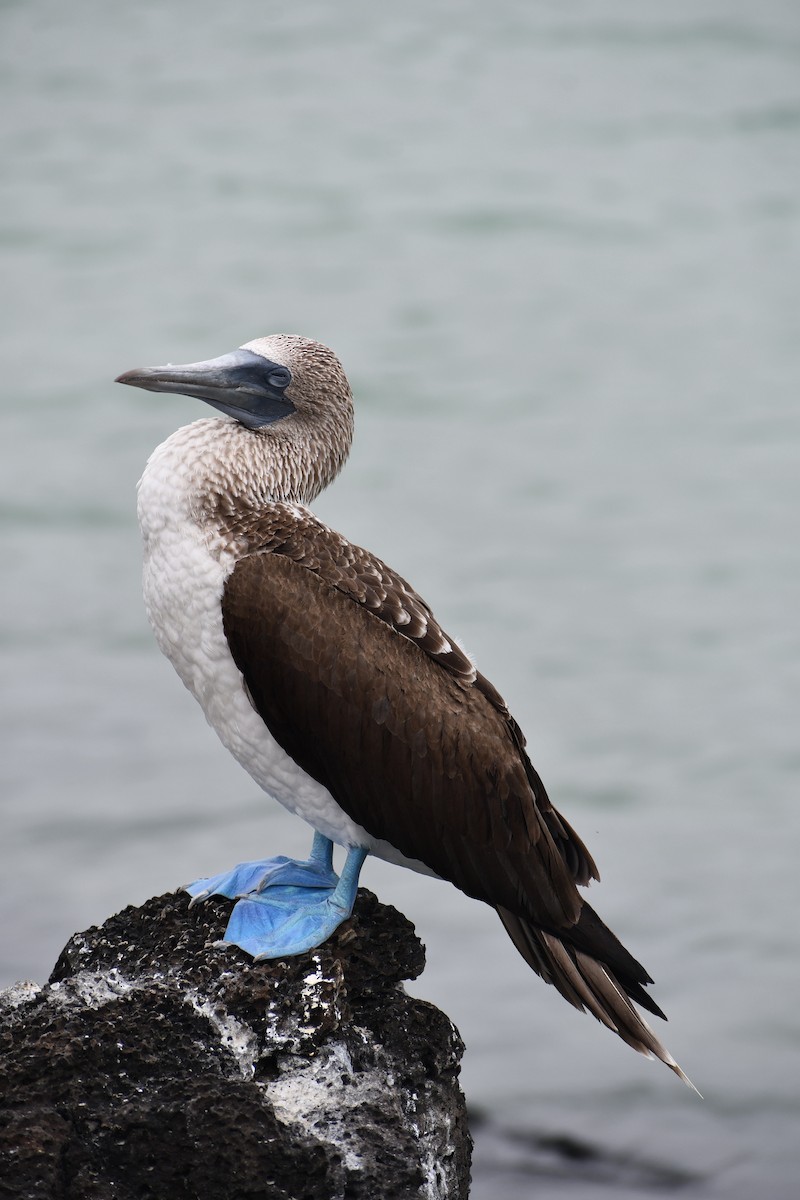 Blue-footed Booby - ML476958591