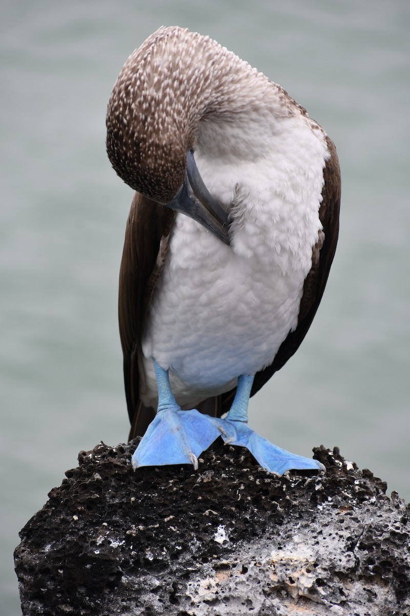 Blue-footed Booby - ML476958601