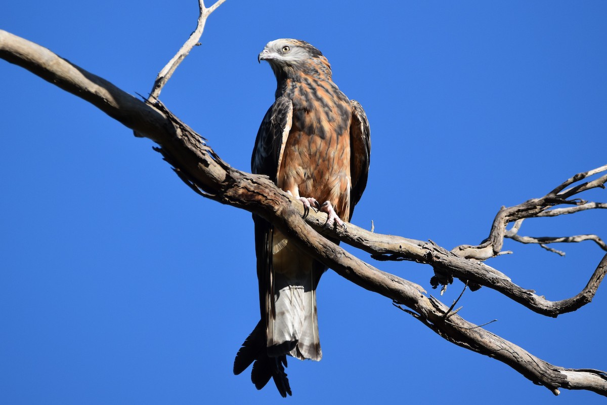 Square-tailed Kite - ML476960651