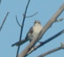 Northern Mockingbird - ML476961091