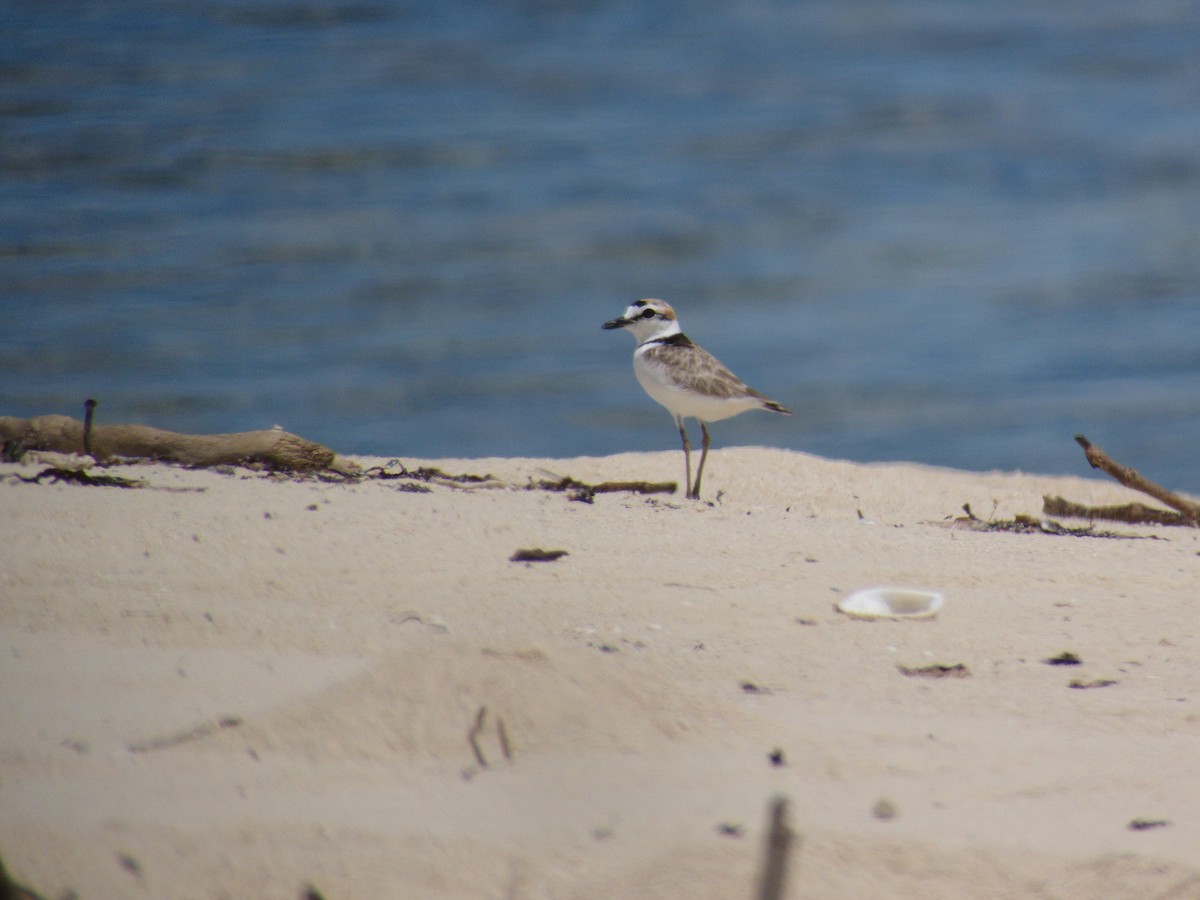 Malaysian Plover - ML476962181