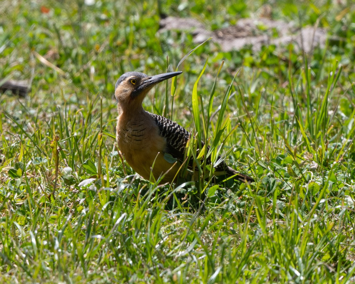 Andean Flicker - Anthony Kaduck