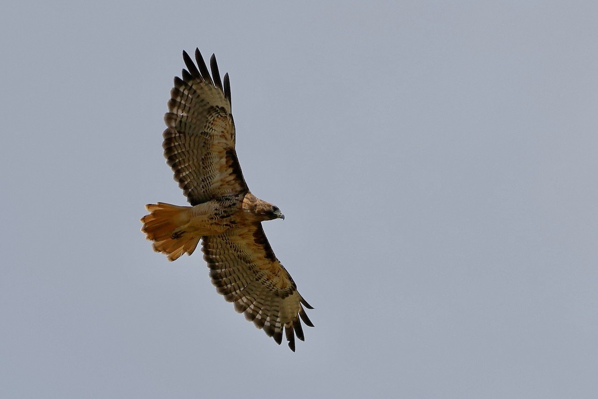 Red-tailed Hawk - Julianna Paradisi