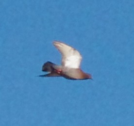 Rock Pigeon (Feral Pigeon) - ML476964021