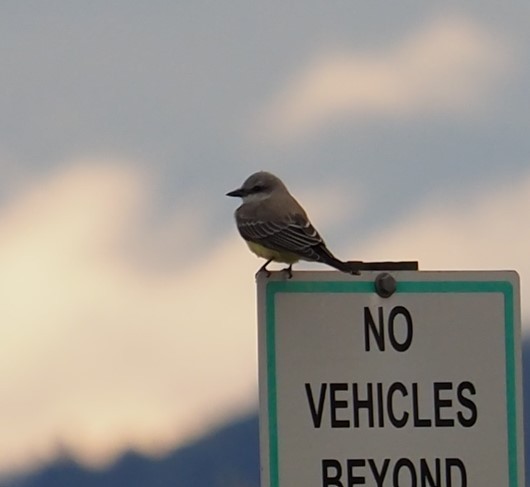 Western Kingbird - ML476964711