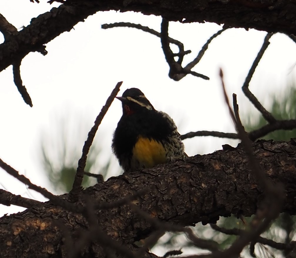 Williamson's Sapsucker - ML476964741