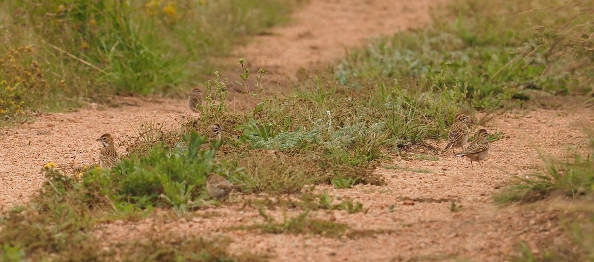 Lark Sparrow - ML476964761