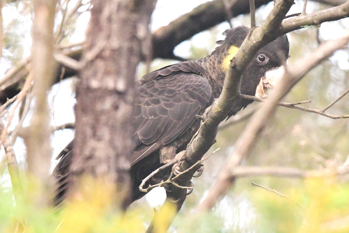 Yellow-tailed Black-Cockatoo - ML476965741