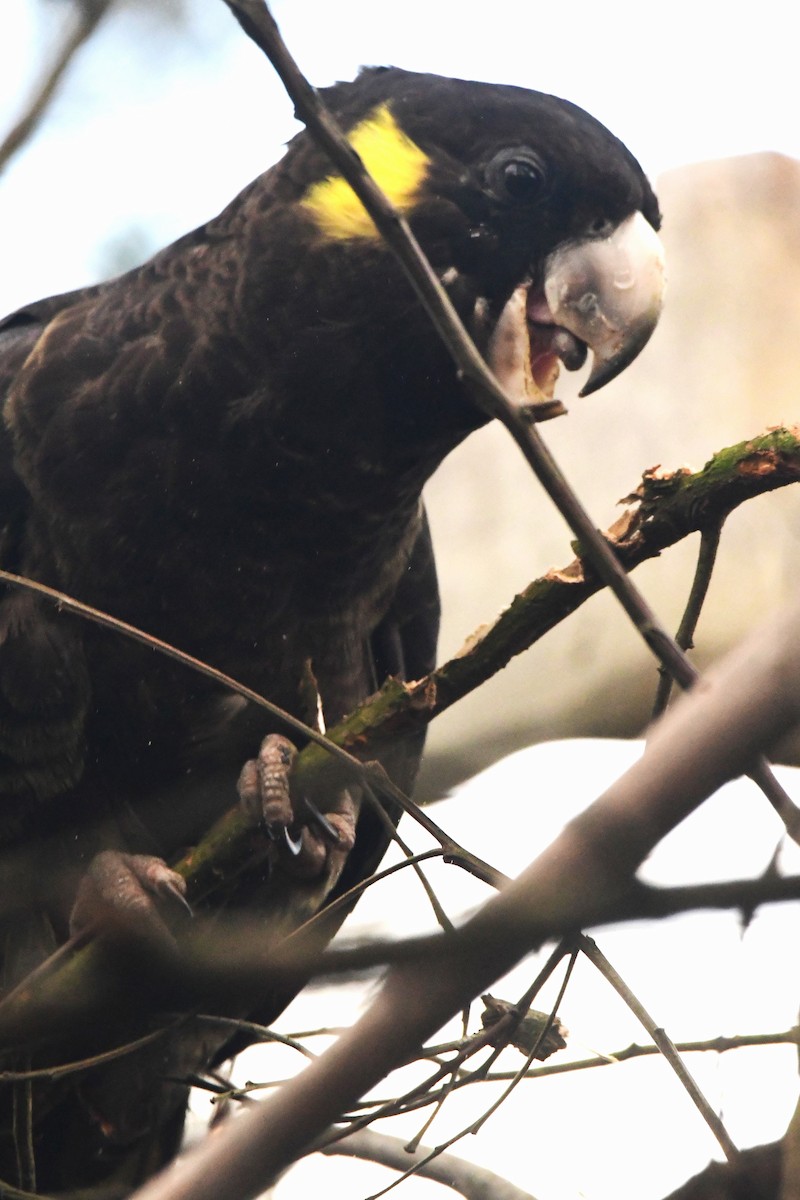 Yellow-tailed Black-Cockatoo - ML476965751