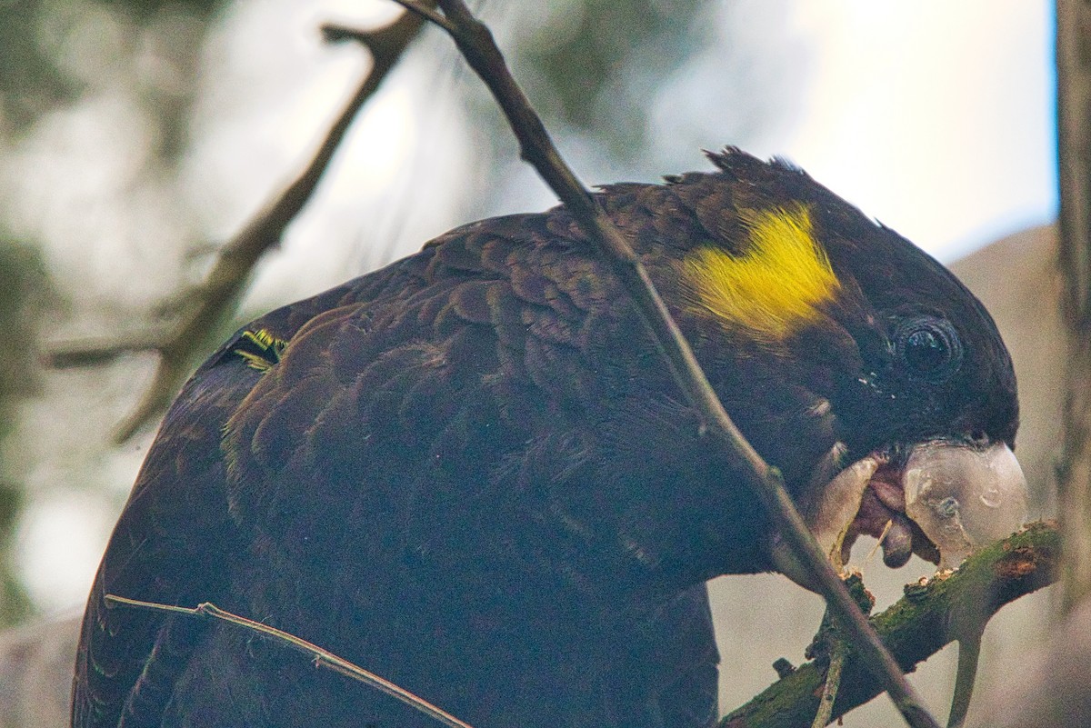 Yellow-tailed Black-Cockatoo - ML476965761