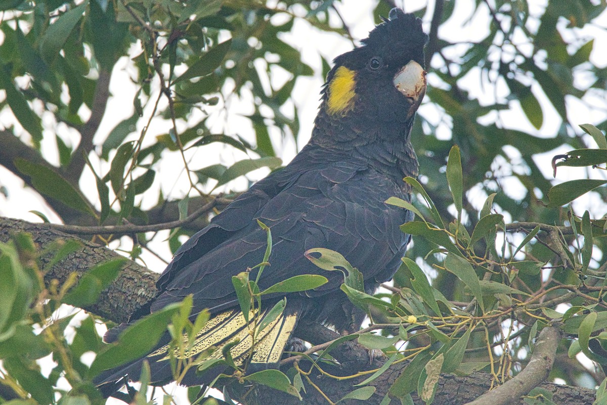 Yellow-tailed Black-Cockatoo - ML476965771