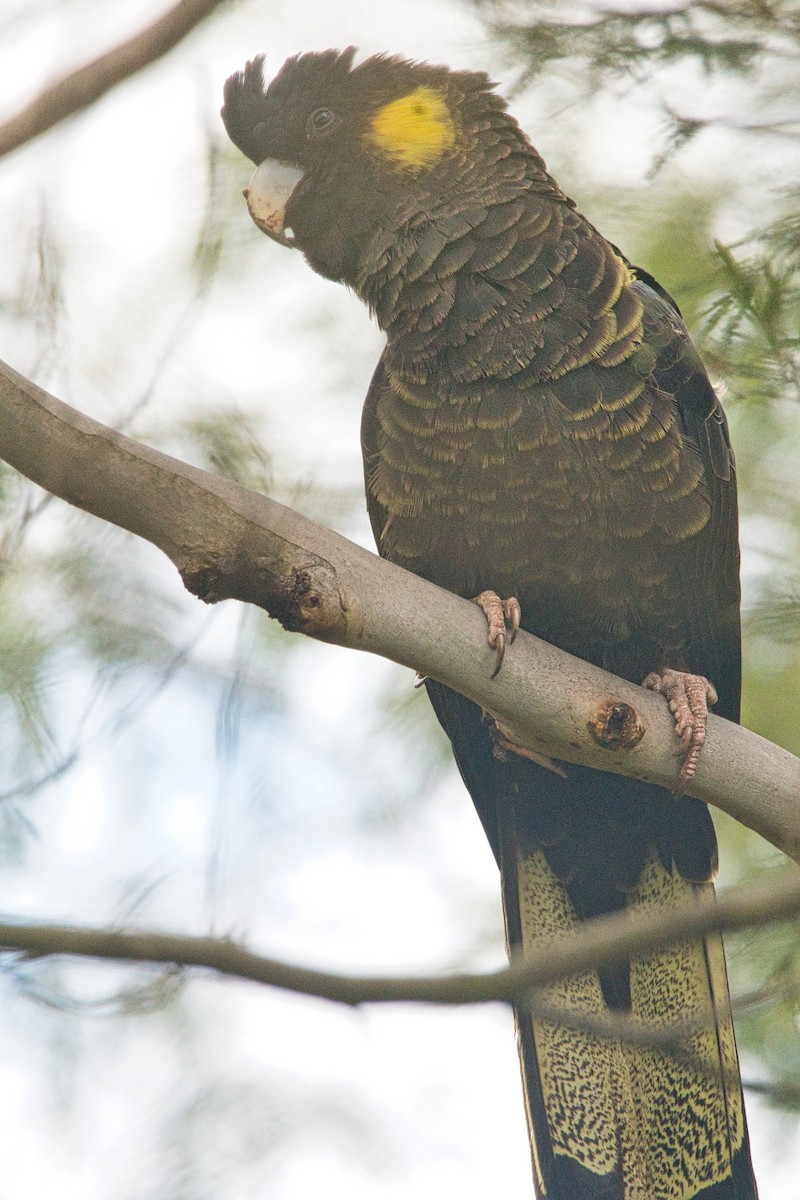 Yellow-tailed Black-Cockatoo - ML476965901