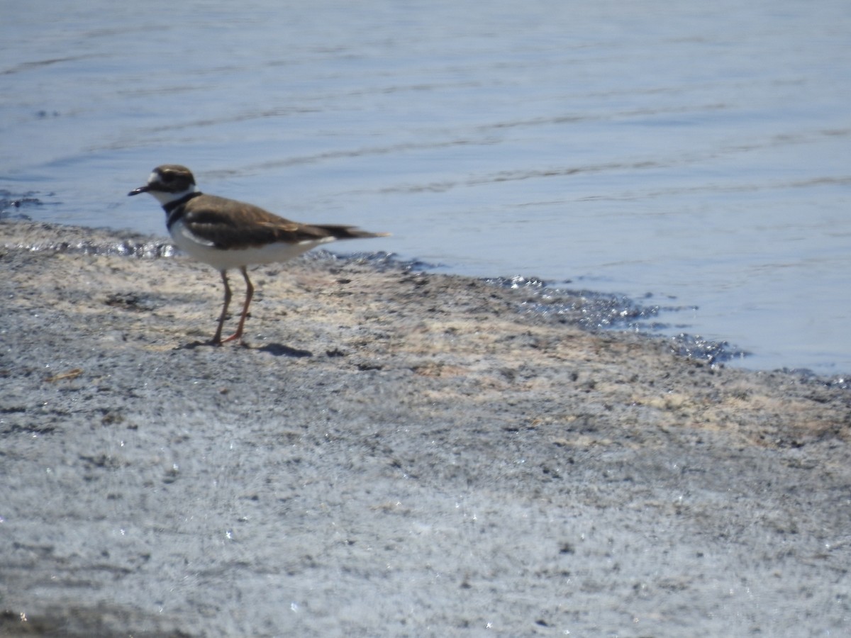 Killdeer - ML476966721