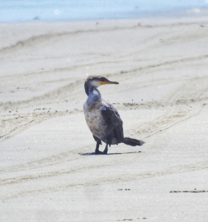 Neotropic Cormorant - ML476969091