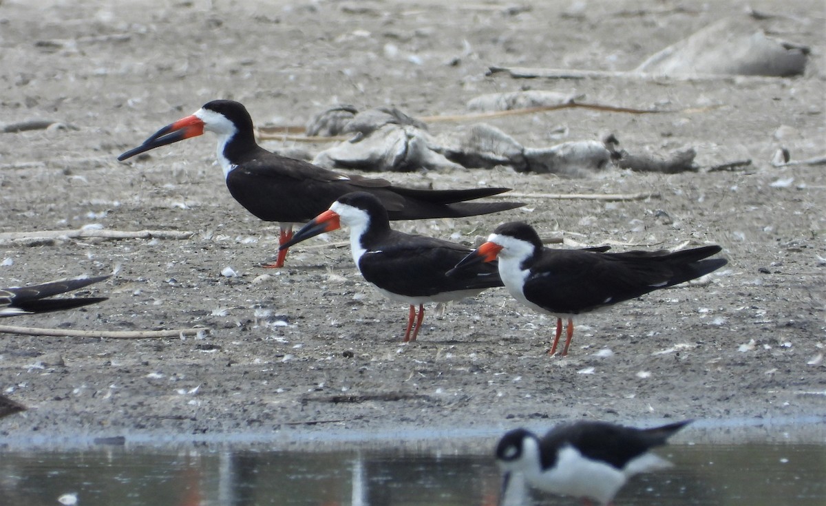 Black Skimmer - ML476969151