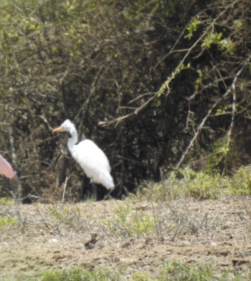 Great Egret - ML476969471