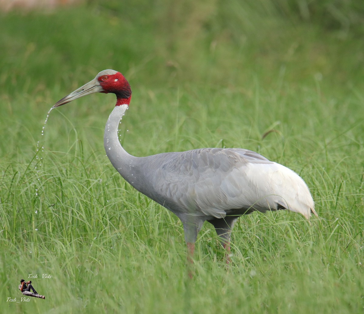 Sarus Crane - Tosh Vids