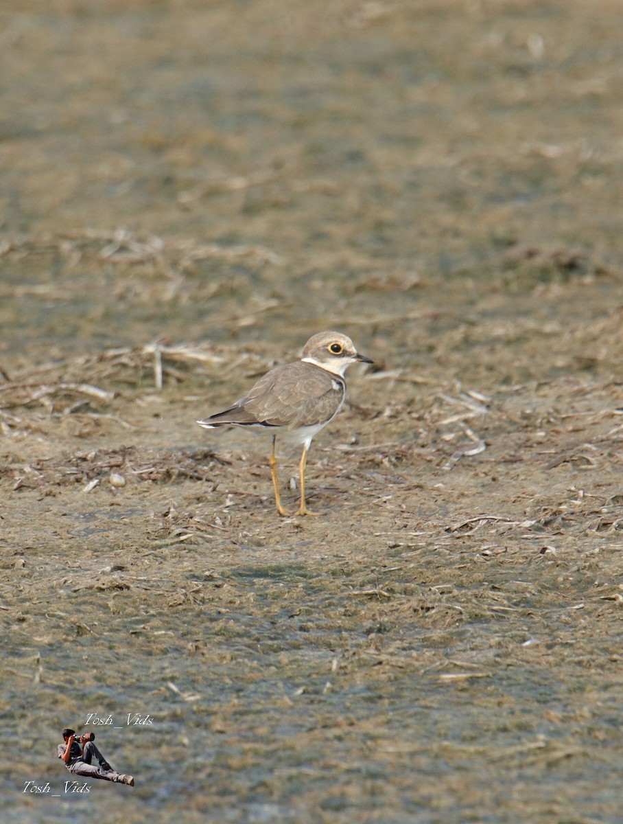 Little Ringed Plover - Tosh Vids