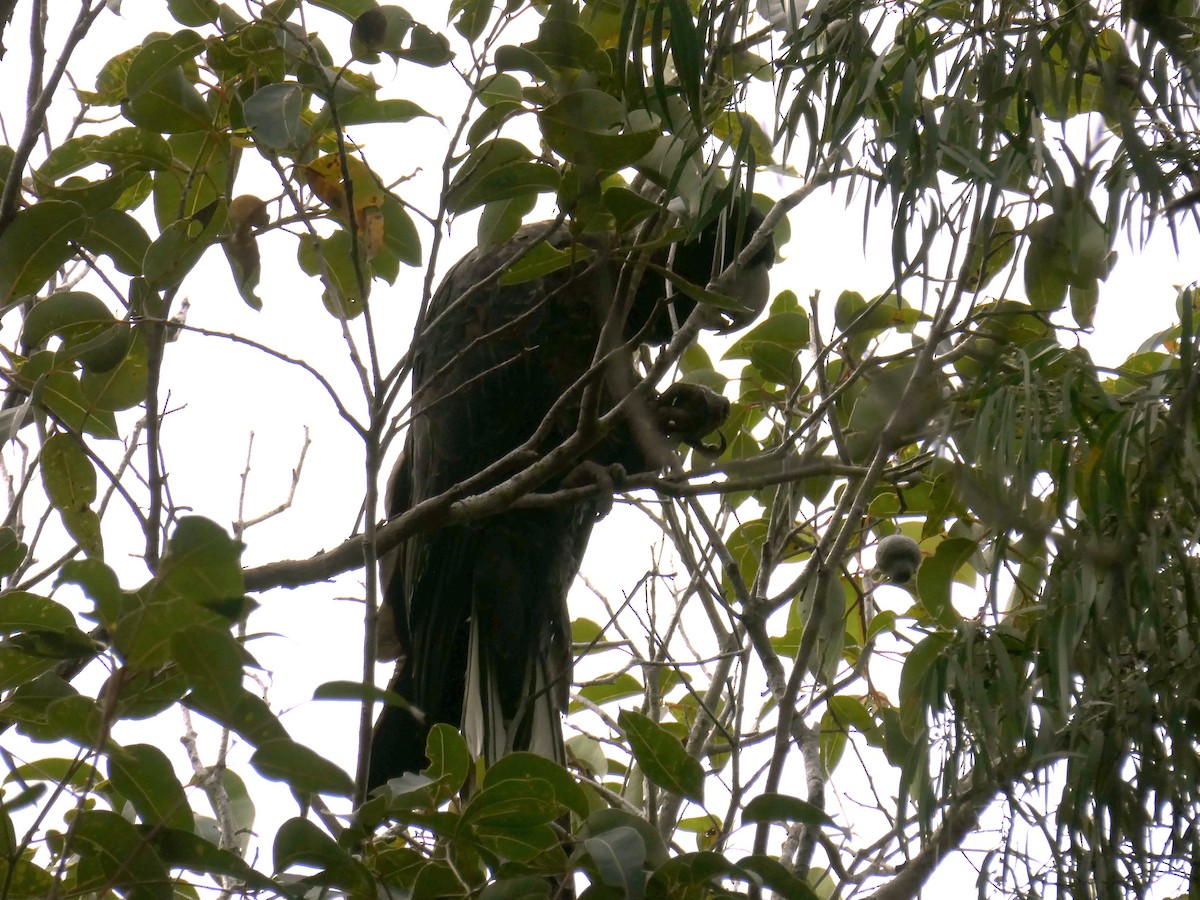 Baudin's Black-Cockatoo - ML476974231