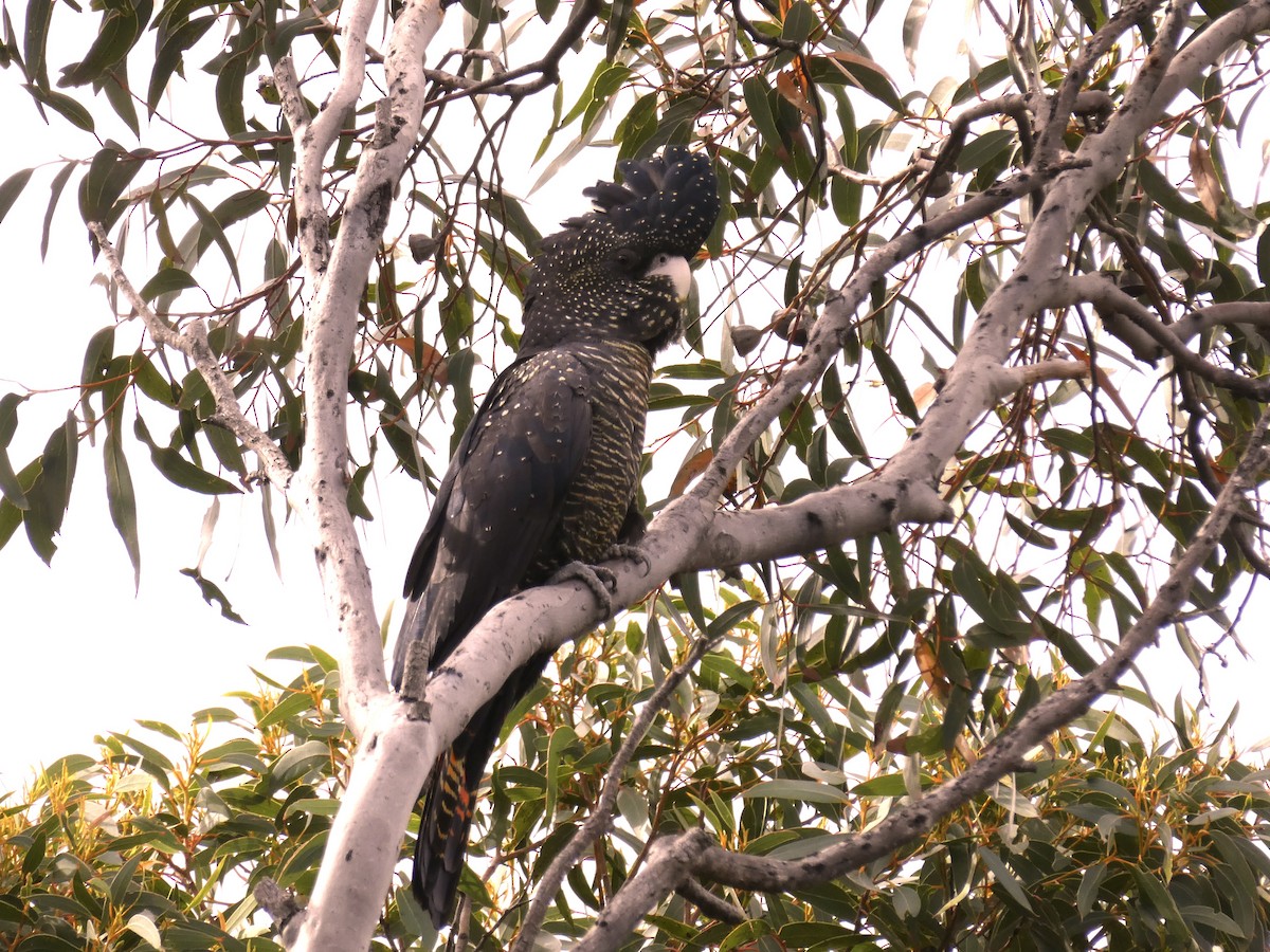 Red-tailed Black-Cockatoo - ML476974261
