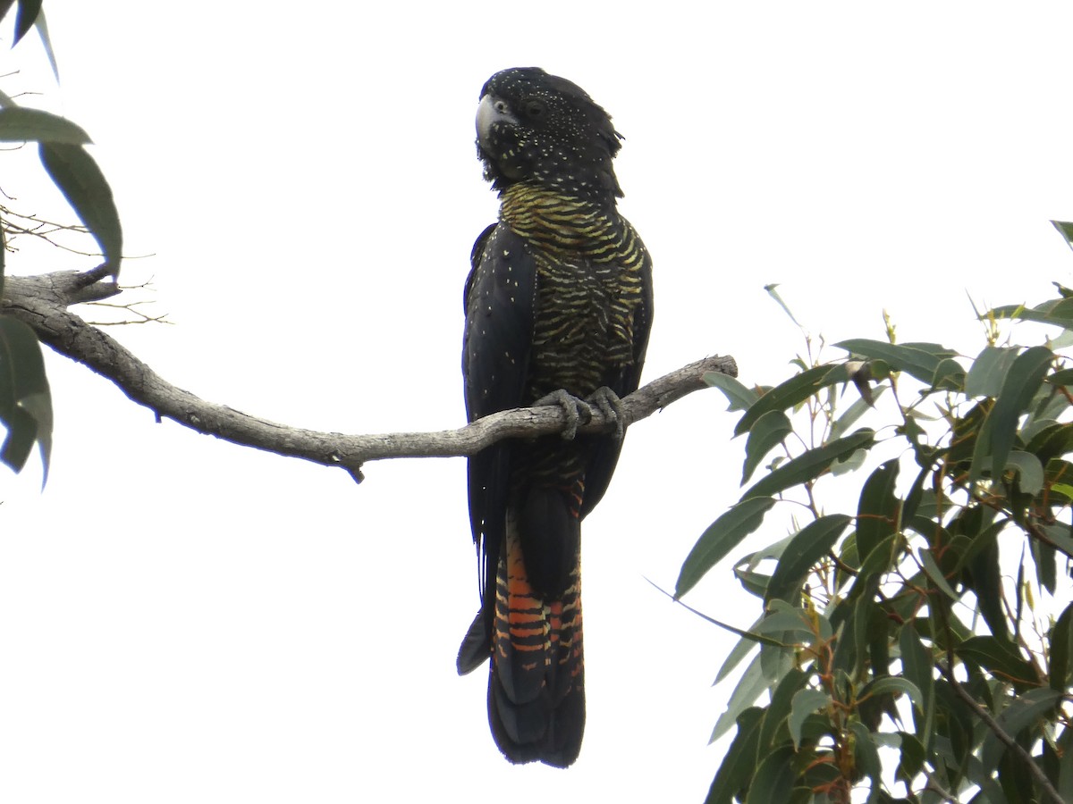 Red-tailed Black-Cockatoo - ML476974271