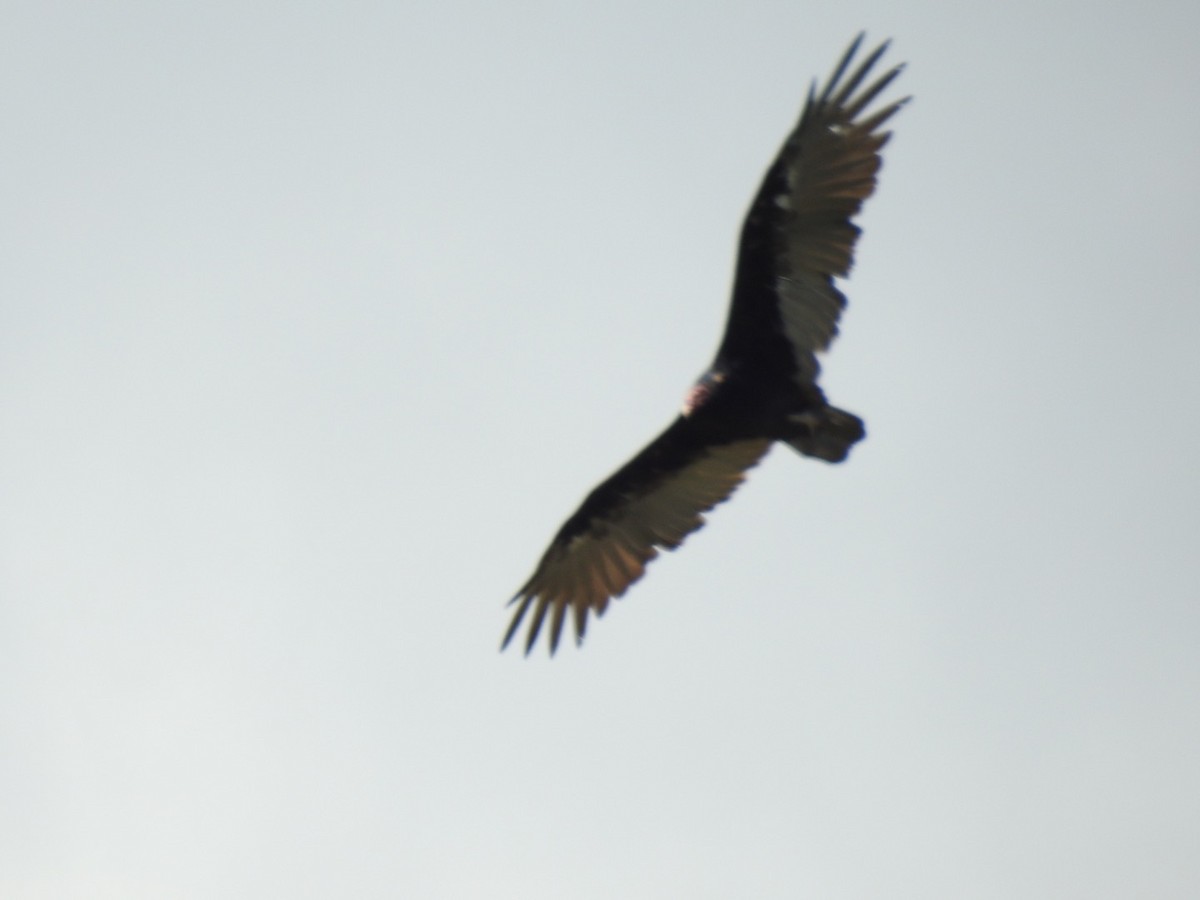 Turkey Vulture - ML476975311