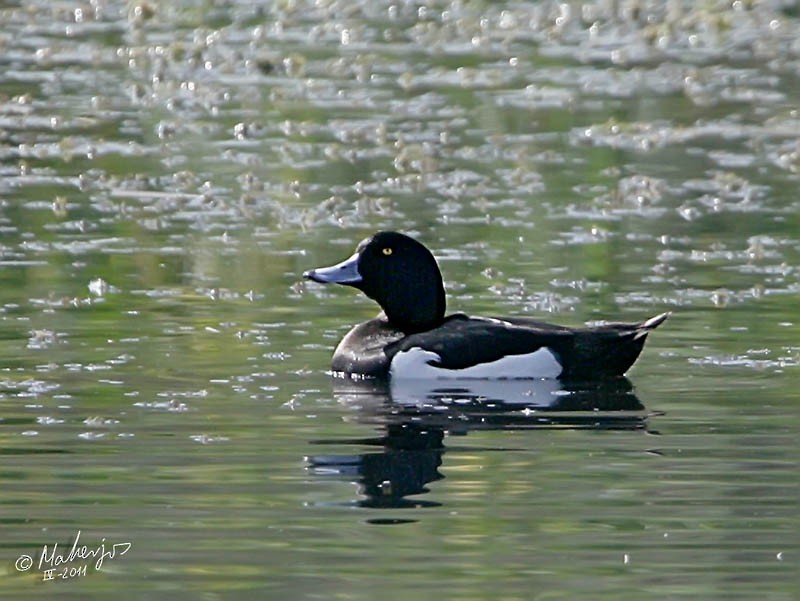 Tufted Duck - ML476975361
