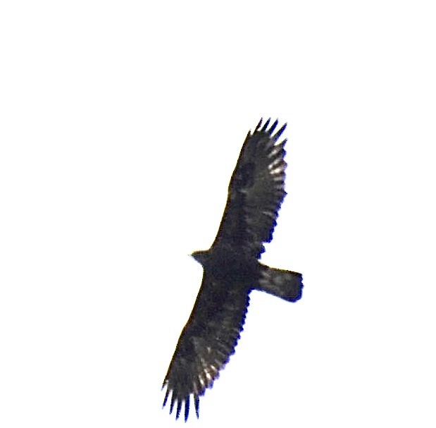 Golden Eagle - ML476975371