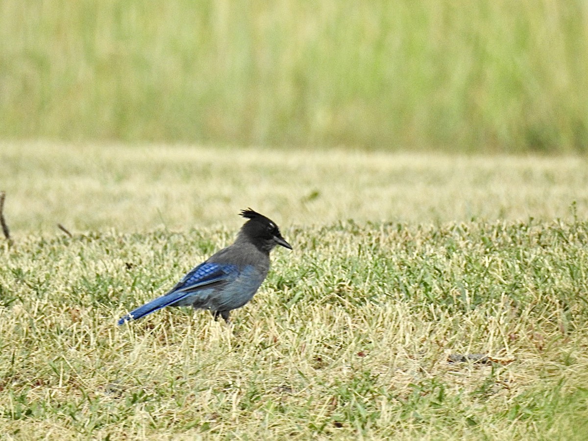 Steller's Jay - ML476975391