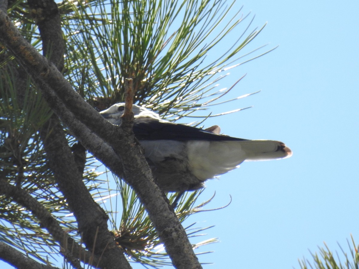 Clark's Nutcracker - ML476975401