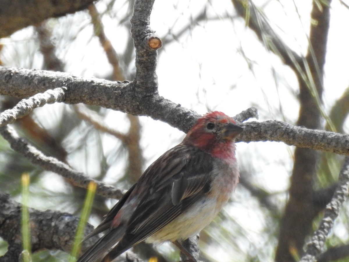 Cassin's Finch - ML476975561