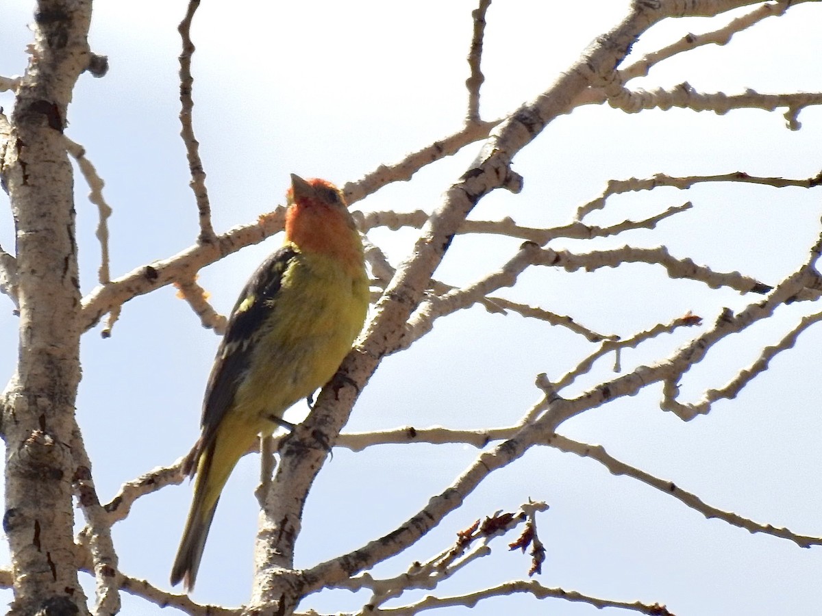 Piranga à tête rouge - ML476975621