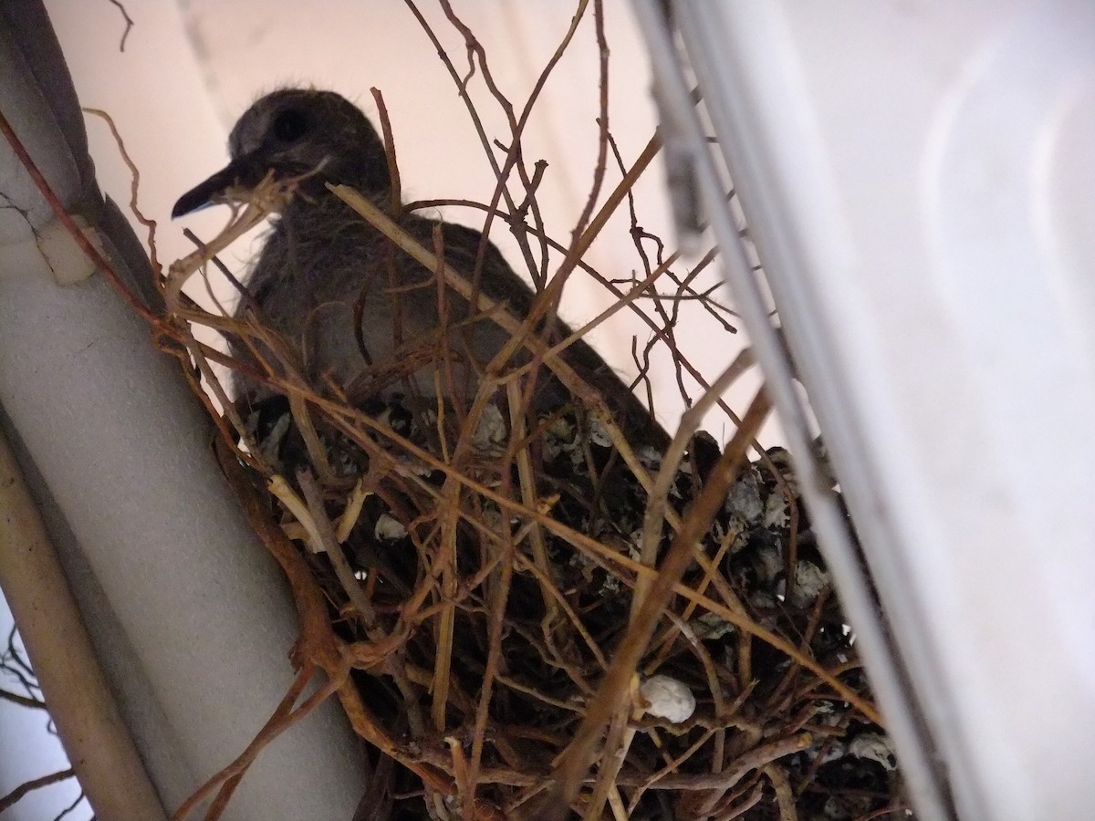 Laughing Dove - ML476977321