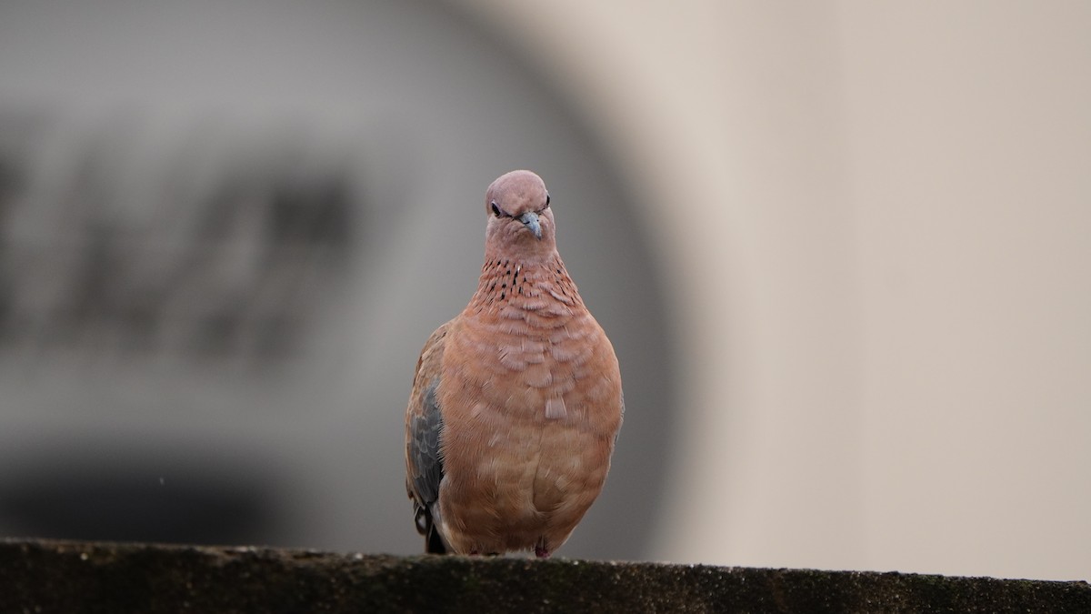 Laughing Dove - ML476977351
