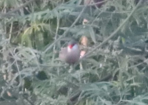 Common Waxbill - ML476977601