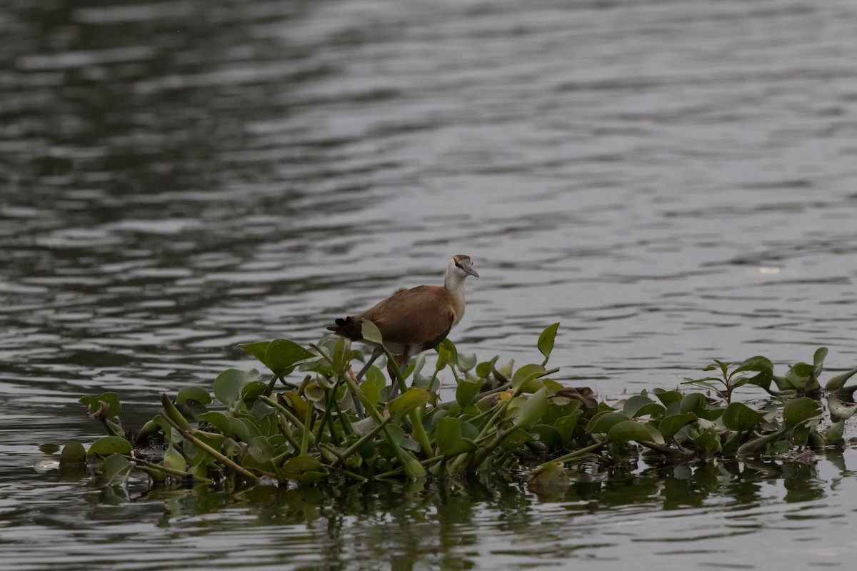 African Jacana - ML476978011