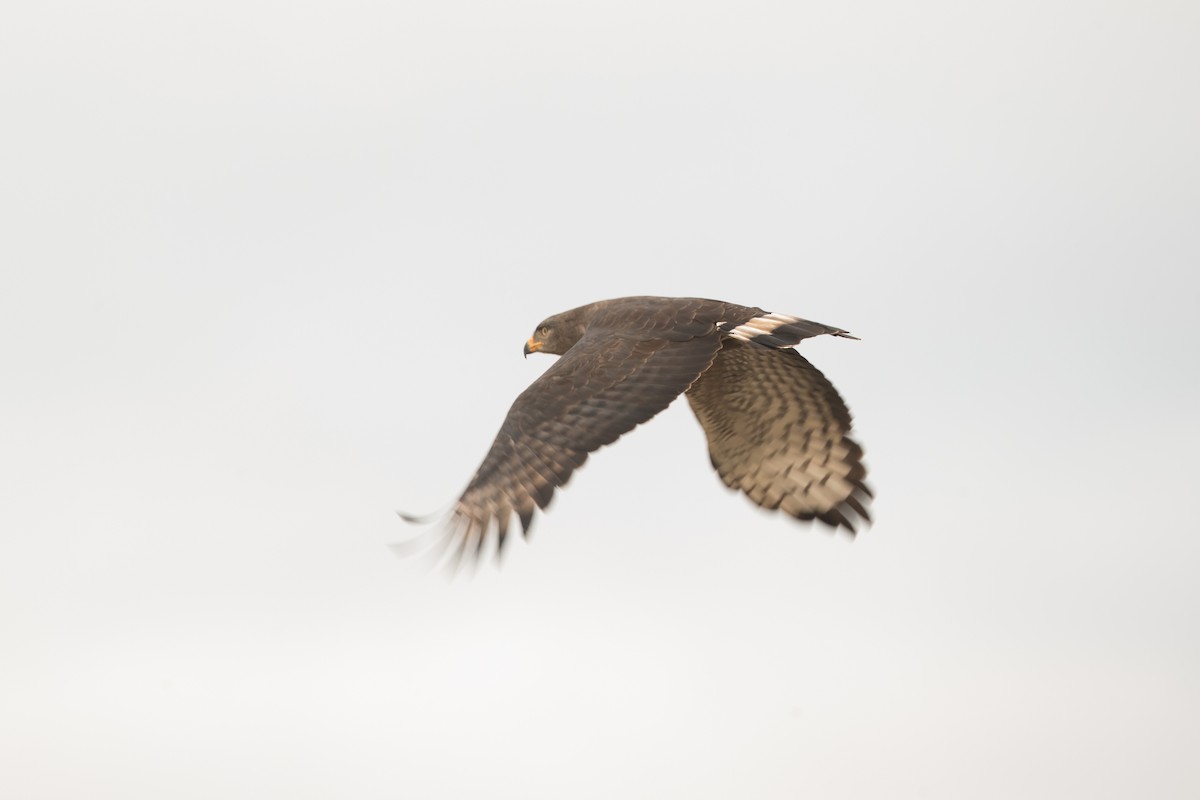 Banded Snake-Eagle - ML476979071